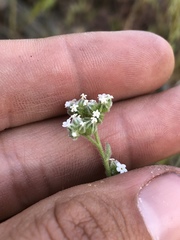 Cryptantha pterocarya