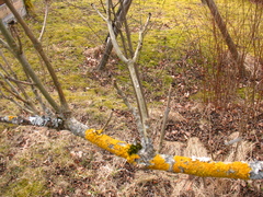 Hymenoscyphus albidus