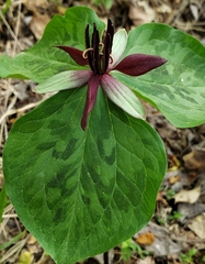 Trillium stamineum