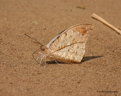 Great Orange Tip