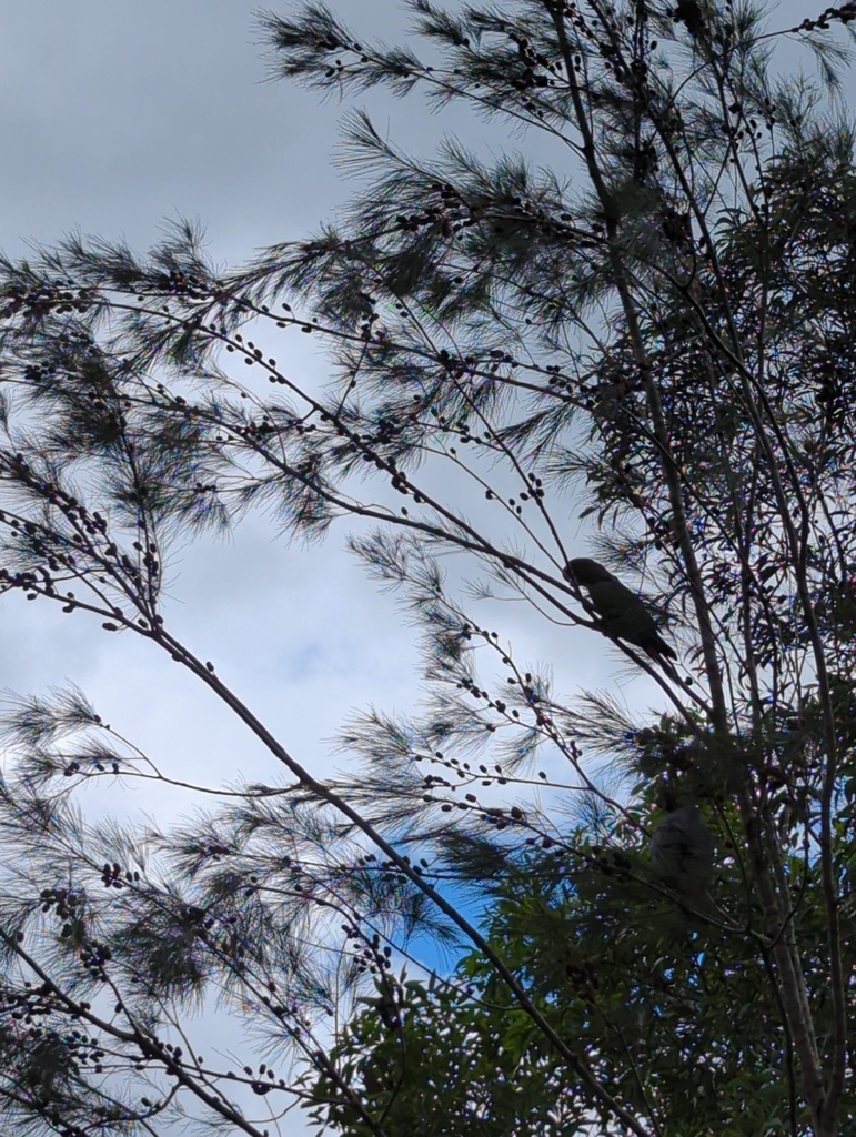 Glossy Black Cockatoo From Clagiraba QLD 4211 Australia On January 15   Large 