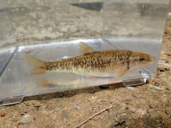 Campostoma oligolepis