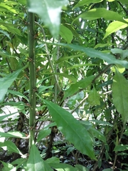 Leuenbergeria bleo