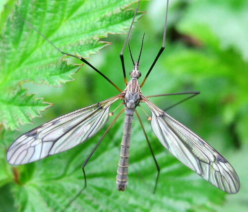 Tipula nuotrauka