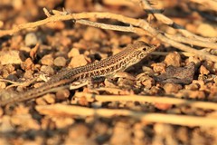 Trachylepis acutilabris