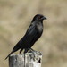 Bronzed Cowbird - Photo (c) Adrianh Martínez Orozco, some rights reserved (CC BY)