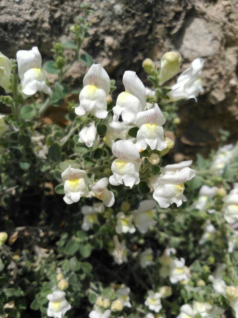 Antirrhinum hispanicum