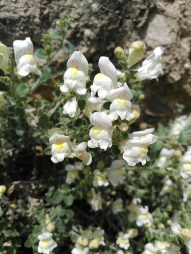 Antirrhinum hispanicum Chav.