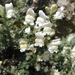 Antirrhinum hispanicum - Photo no rights reserved, uploaded by Joan C. Hinojosa