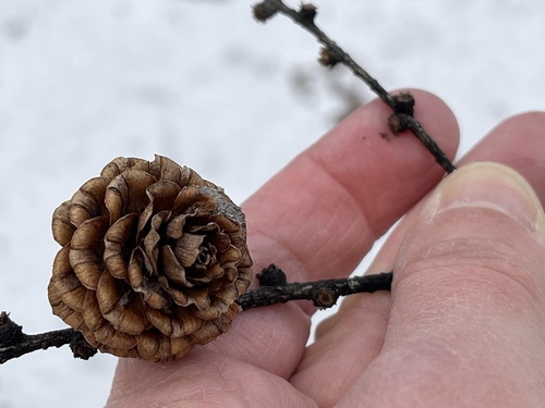 Japanese larch