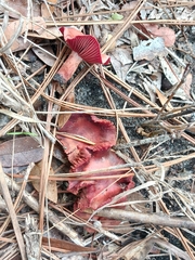 Media resource of Cortinarius marylandensis