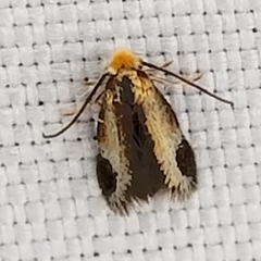 Stigmella resplendensella