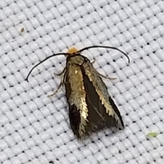 Stigmella resplendensella