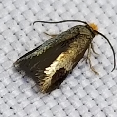 Stigmella resplendensella