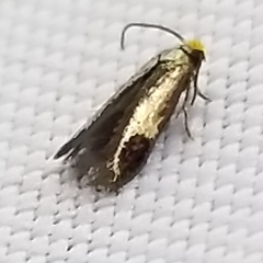 Stigmella resplendensella