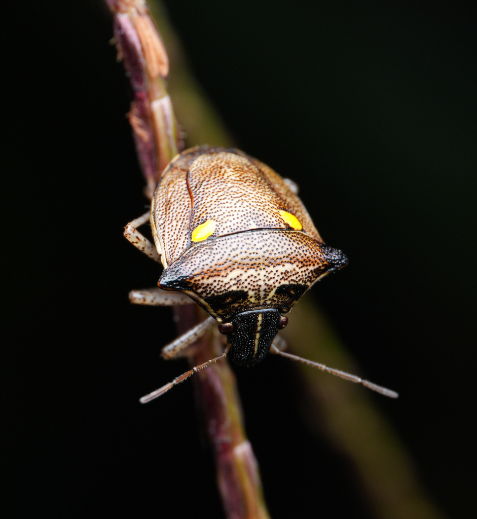 Eysarcoris aenescens