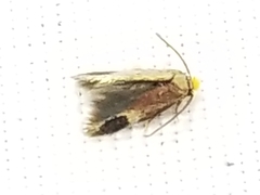 Stigmella resplendensella