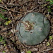 Lophophora - Photo (c) Isaac Lord, some rights reserved (CC BY-NC), uploaded by Isaac Lord