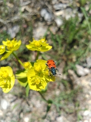 Trichodes octopunctatus