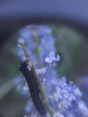 Nymphalini