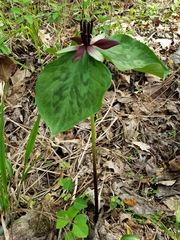 Trillium stamineum