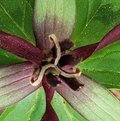 Trillium stamineum