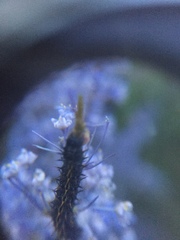 Nymphalini
