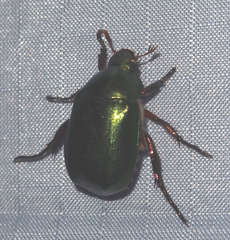 Anomala russiventris