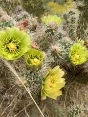 Cylindropuntia ganderi