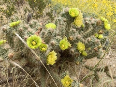 Cylindropuntia ganderi