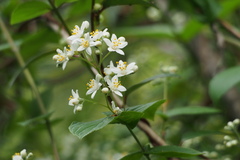 Deutzia scabra