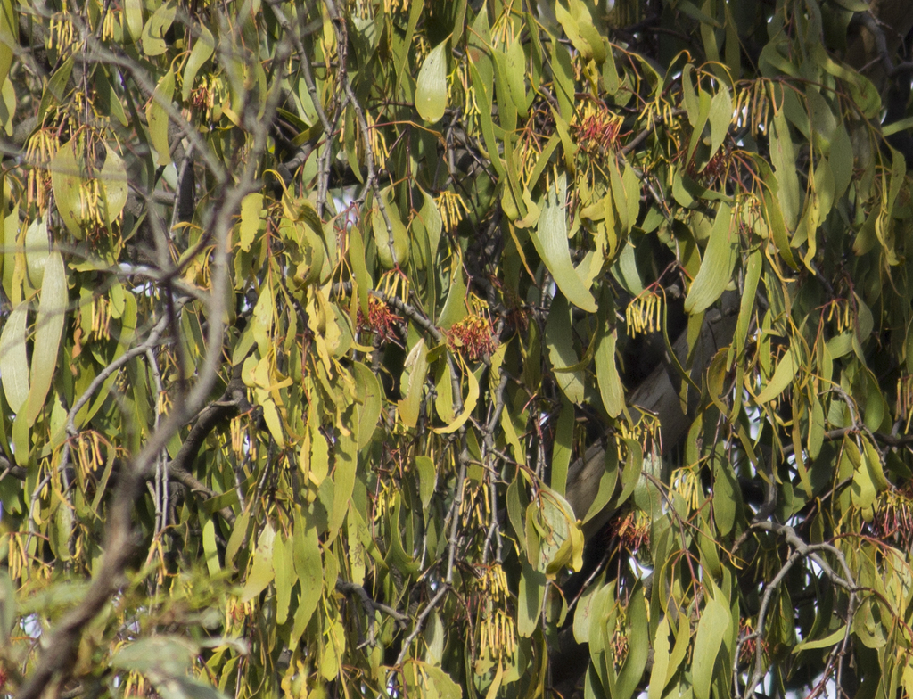 Box Mistletoe In January 2024 By Kerrie Jennings Lightly Grazed   Large 