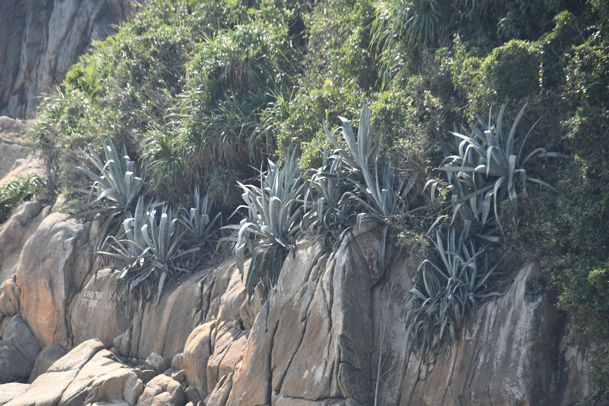 Agave americana (Agave americana)