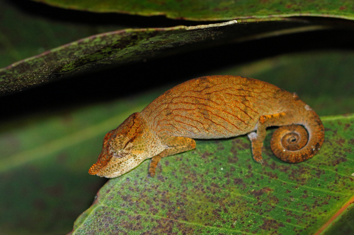 Calumma emelinae