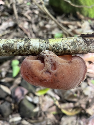 Auricularia cornea observed 2024-01-14
