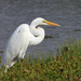 African Great Egret - Photo (c) Nigel Voaden, some rights reserved (CC BY)