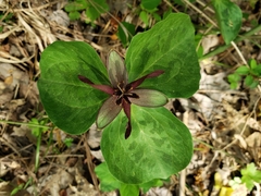 Trillium stamineum
