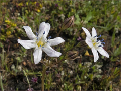 Triteleia lilacina