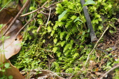 Bryopsida