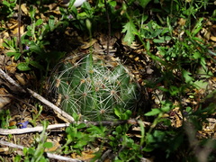 Mammillaria sphaerica