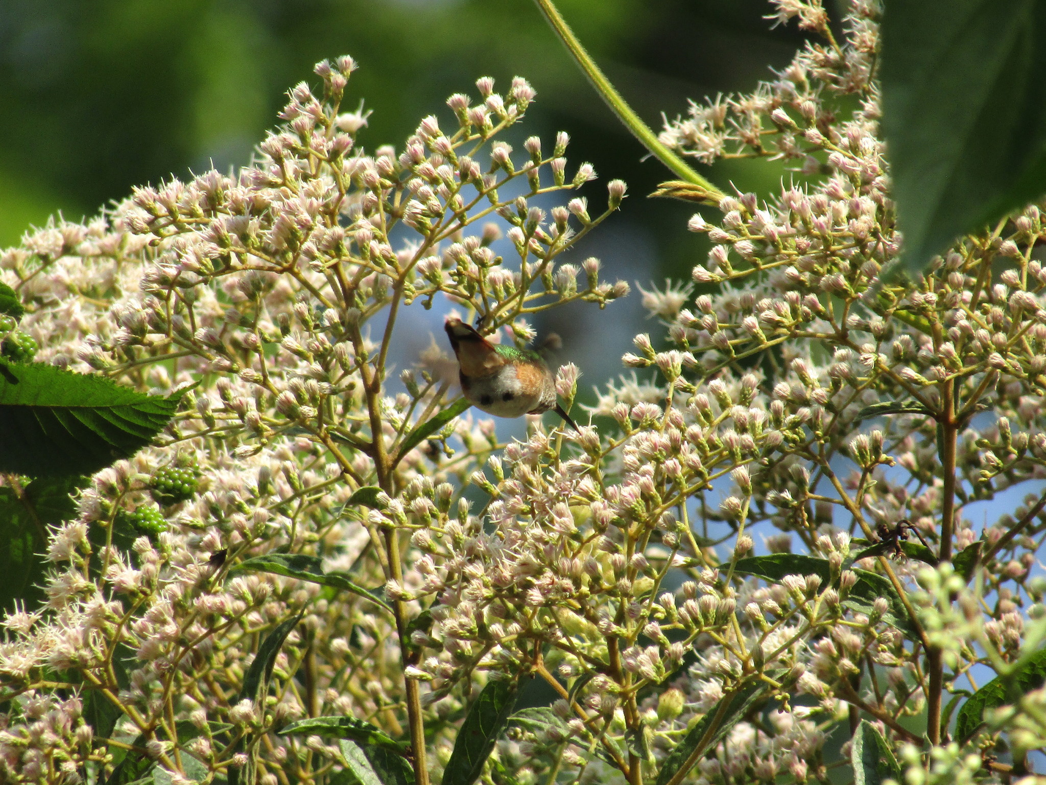 Bumblebee Hummingbird illustration
