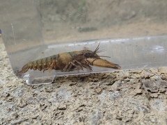 Faxonius erichsonianus