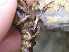 Faxonius erichsonianus