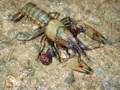 Faxonius erichsonianus