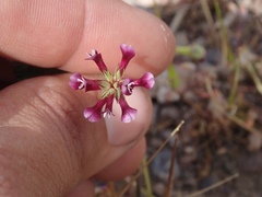 Trifolium gracilentum