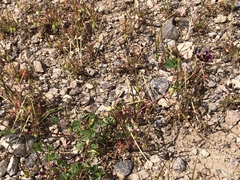 Trifolium gracilentum