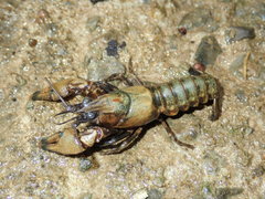 Faxonius erichsonianus