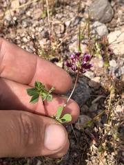 Trifolium gracilentum