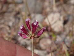 Trifolium gracilentum