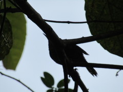 Pheugopedius maculipectus